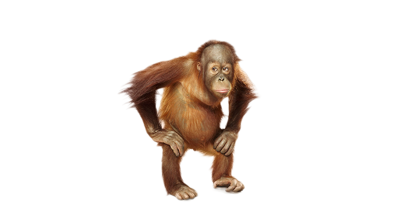 Нейробиология поведения человека и животных