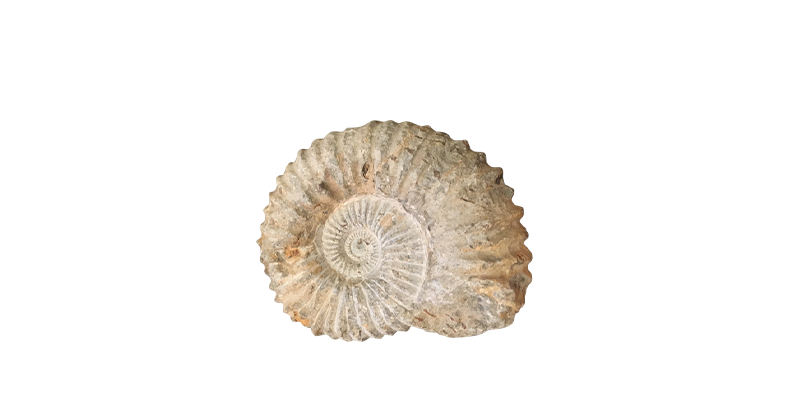 Экология и эволюция человека